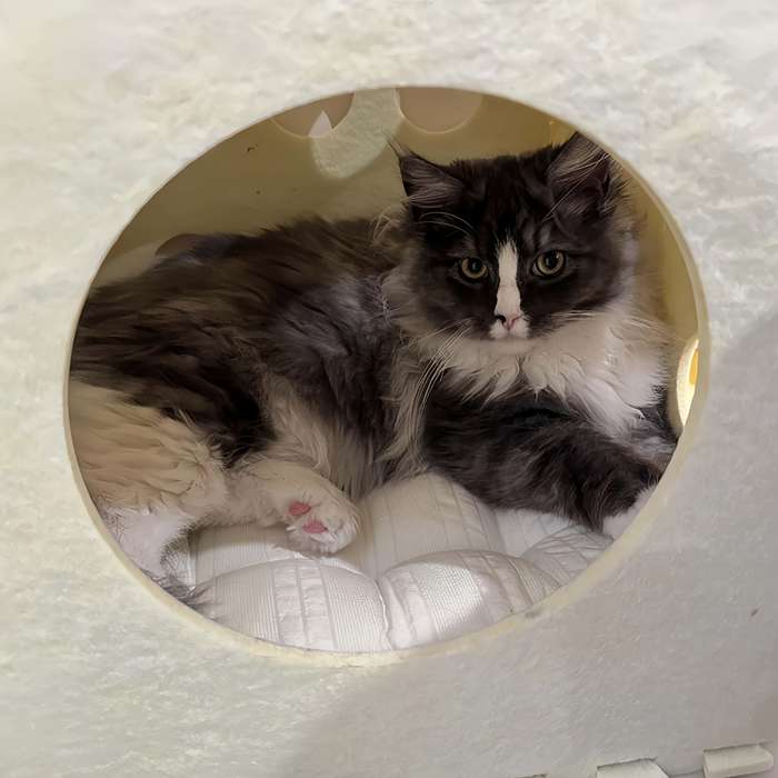 Pet supplies size M 15.7x 15.7inch  40x 40cm