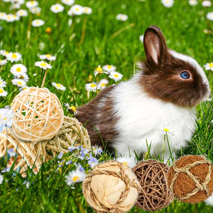 Pet Supplies Quantity 9Pcs