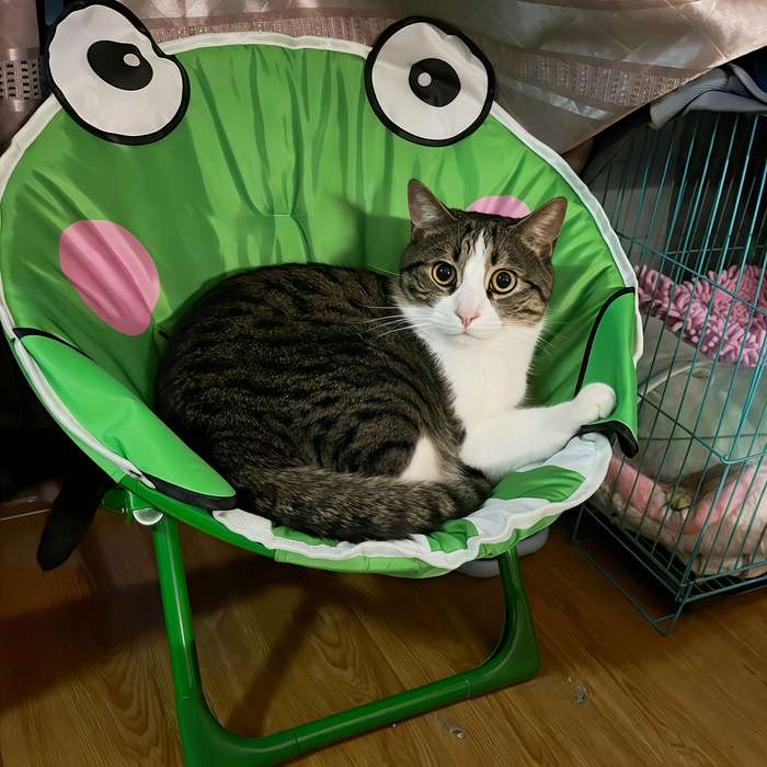 Pet Supplies Color Red