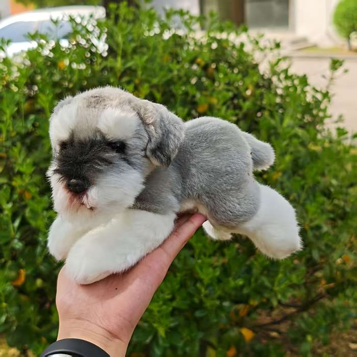 Toy Doll Style Dog