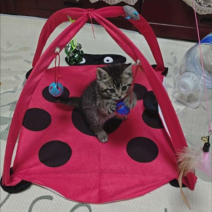 Pet supplies color  Red