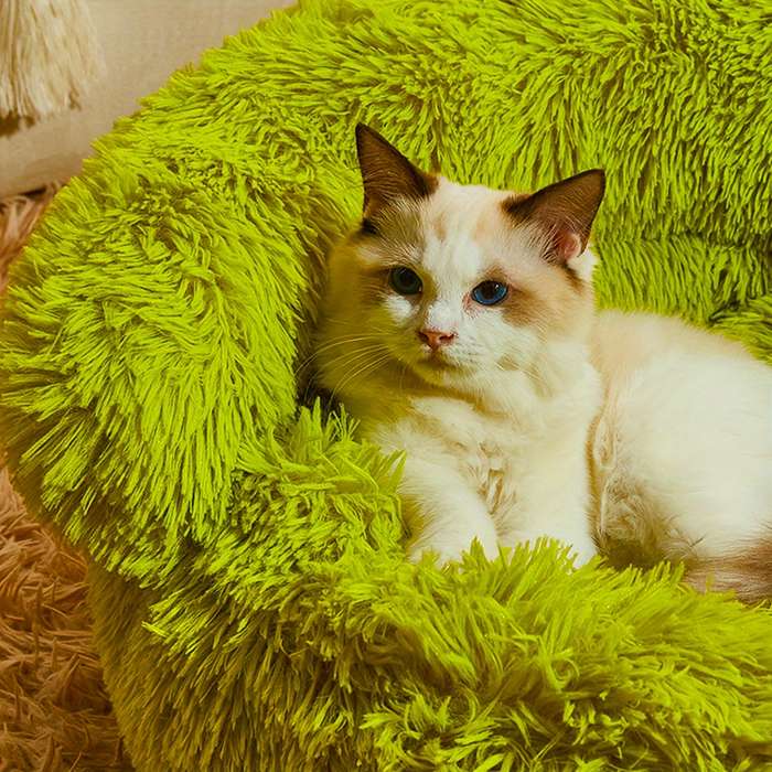 Pet supplies Style Little Monster