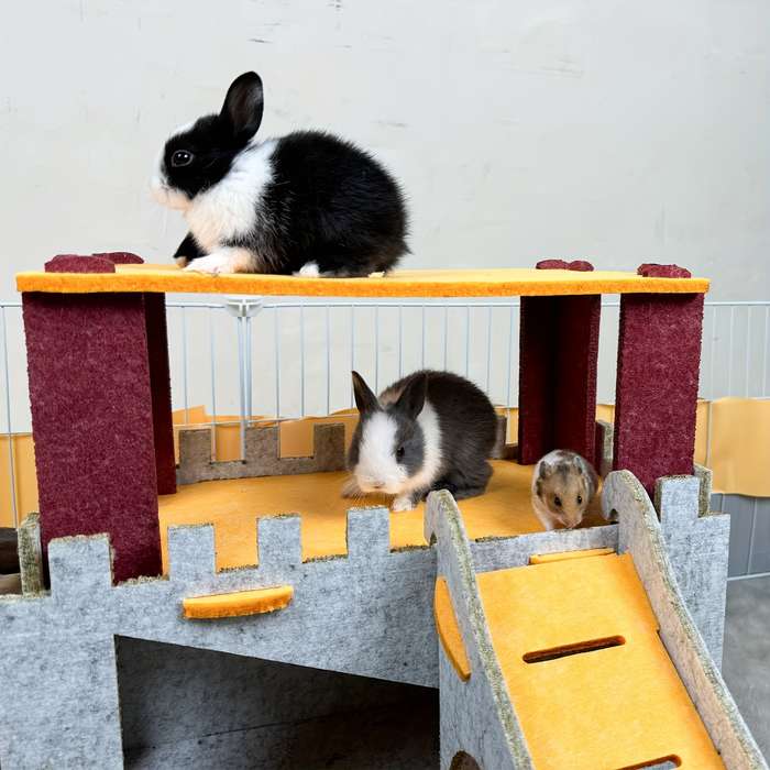 Pet Supplies Color Gray
