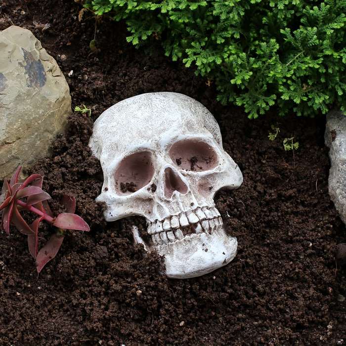 Halloween Decorations Color Front Skull
