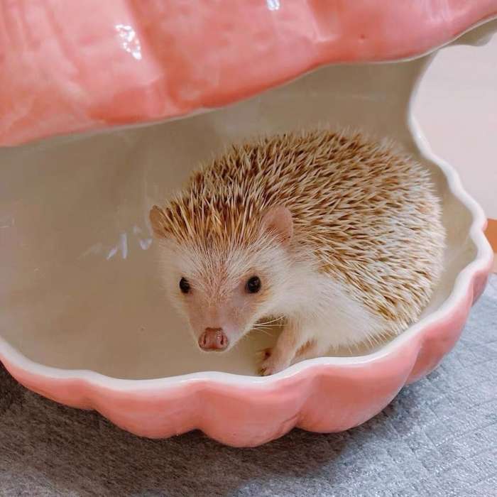 Pet Supplies Color Pink