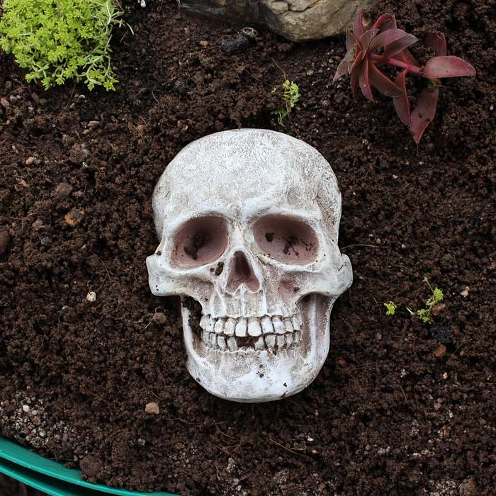 Halloween Decorations Color Front Skull