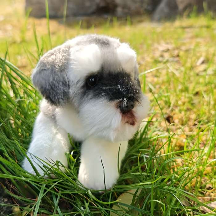 Toy Doll Style Dog