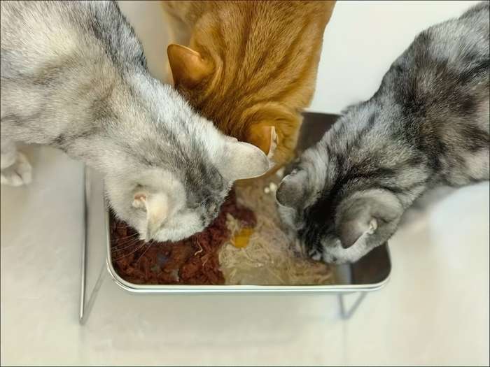 Pet supplies Quantity 1pc