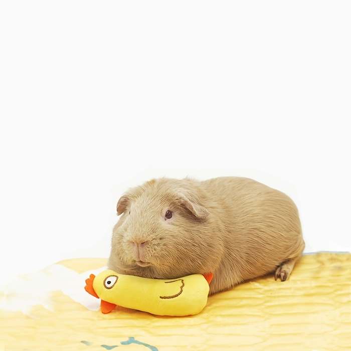 Pet Supplies Color 2 Piece Set Size Random Style