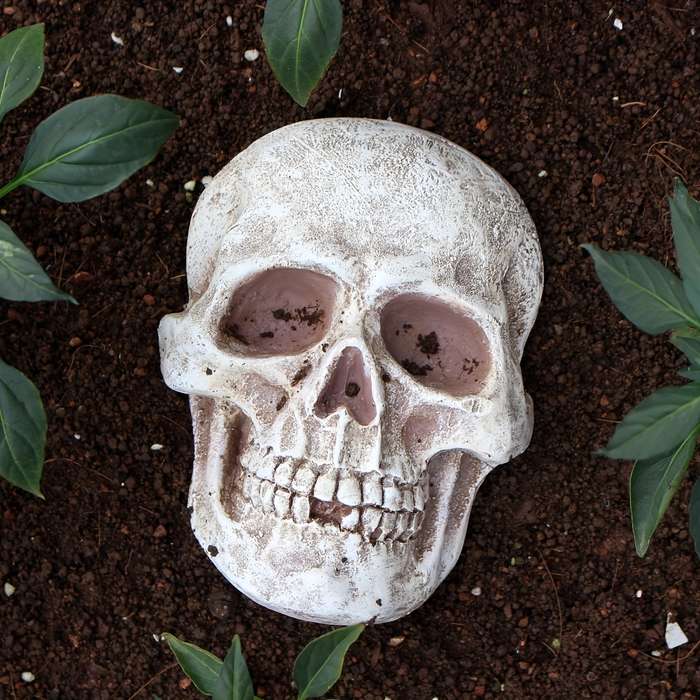 Halloween Decorations Color Front Skull