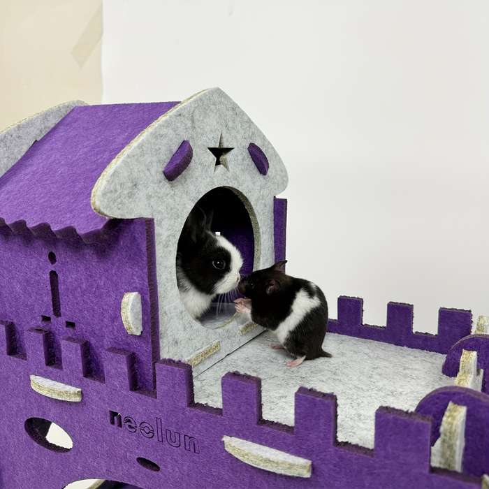 Pet Supplies Color Purple