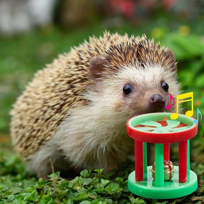 Pet Supplies Quantity 4Pcs