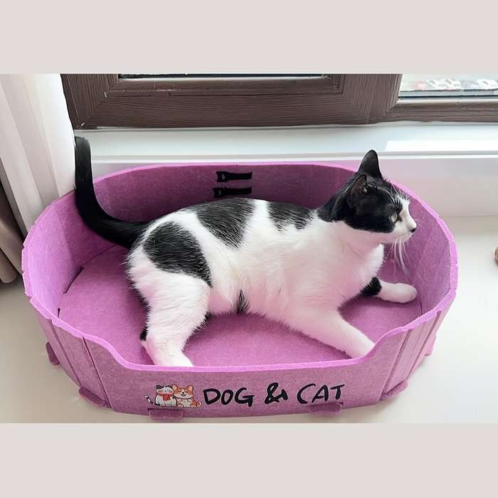 Pet supplies color Orange