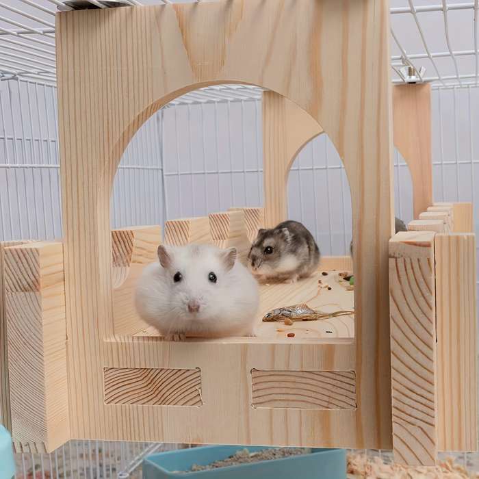 Pet Supplies Style Variety 1