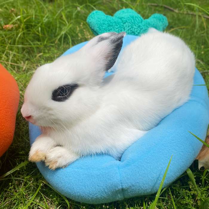 Pet supplies color Blue