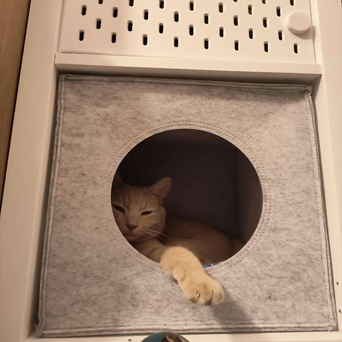 Pet supplies color grey