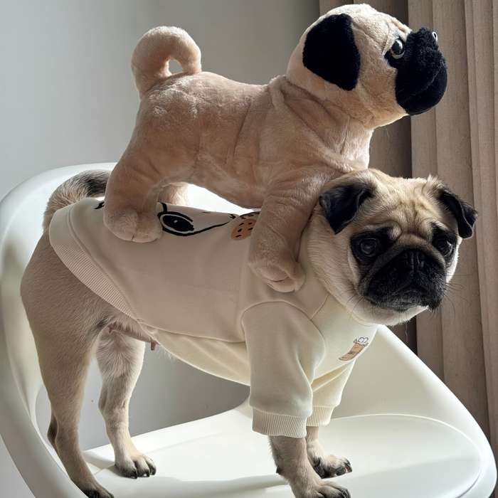 Toy Doll Model Pug Dog