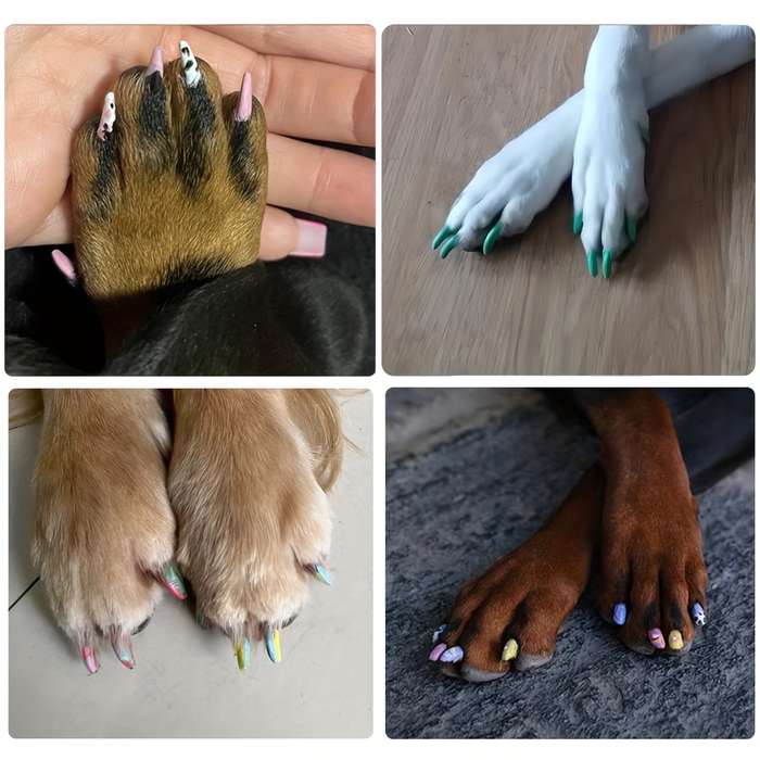 Pet Supplies Quantity 12