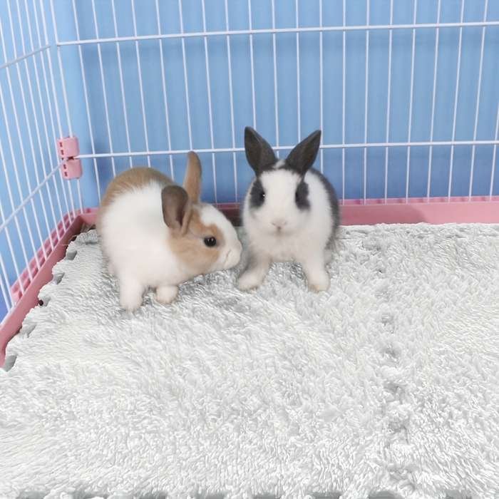Pet Supplies Color Gray
