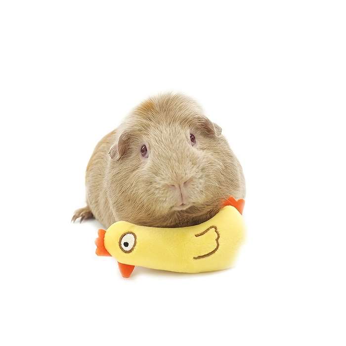 Pet Supplies Color 2 Piece Set Size Random Style