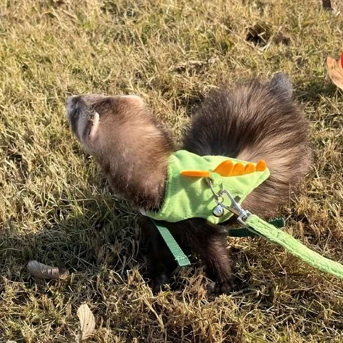 Pet Supplies Color Yellow  Green Size One  Size
