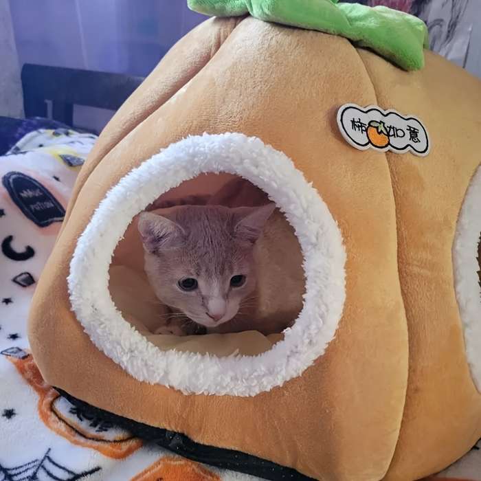 Pet supplies size A Cat 40x 40x 30cm