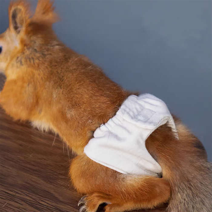 Pet supplies Quantity 5pcs