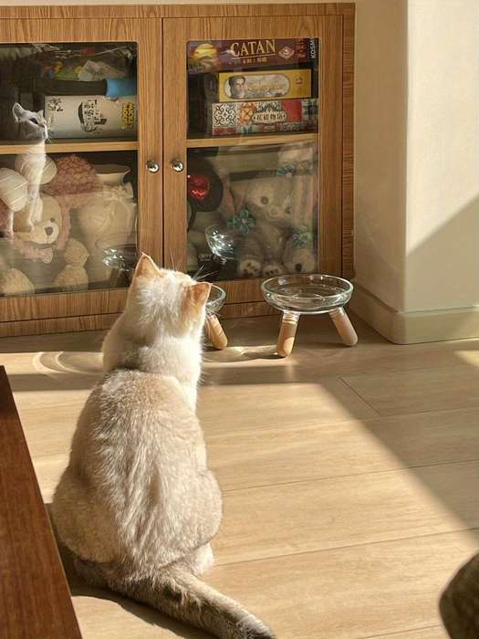 Pet Supplies Color Transparent Bowl  Add   Light Color Shelf  The Bowl Can Be Disassembled By Itself