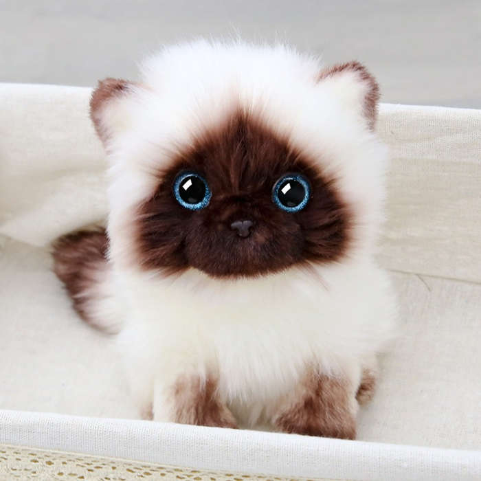 Toy Doll Color Cat Plush Size 26 Cm