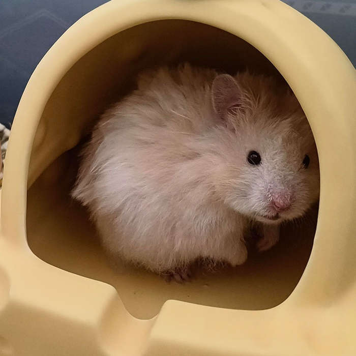 Pet Supplies Color Round Corner Anti Collision Ice Feel Easy To Clean Cheese Mouse House