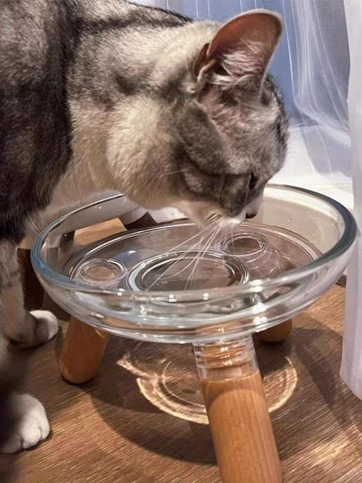 Pet Supplies Color Transparent Bowl  Add   Light Color Shelf  The Bowl Can Be Disassembled By Itself