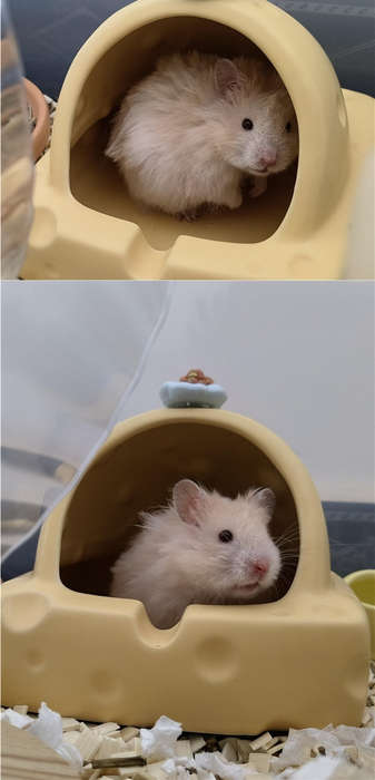 Pet Supplies Color Round Corner Anti Collision Ice Feel Easy To Clean Cheese Mouse House