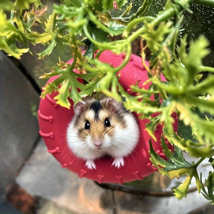 Pet Supplies Color Red