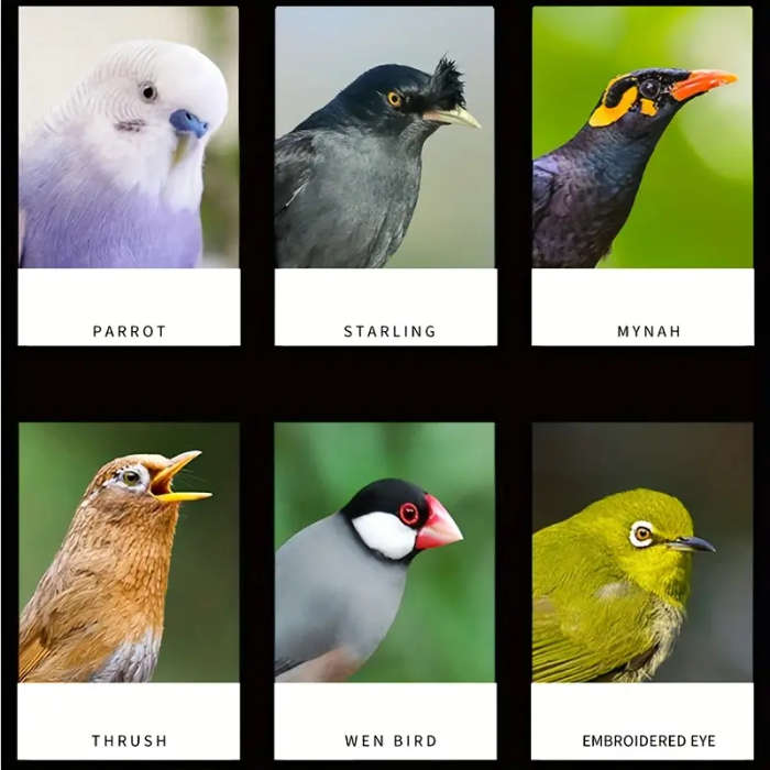 Bird Feeder