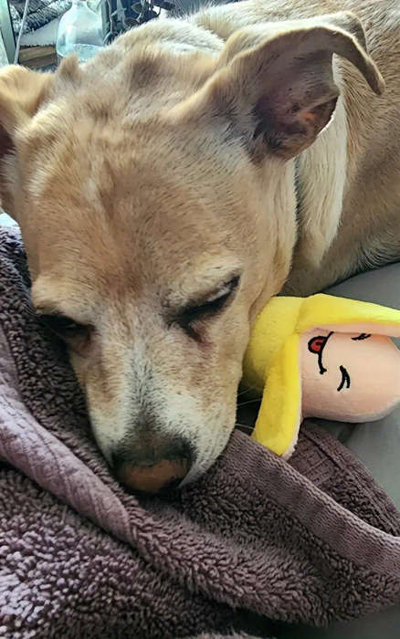 Dog Chew Toys