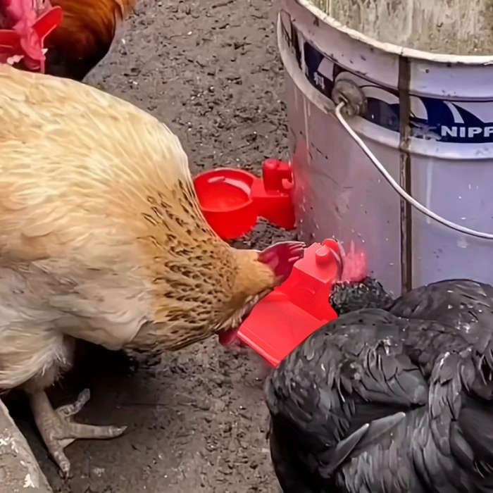 Large Automatic Drinking Water Bowl For Chickens