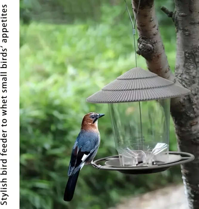 Small Bird Feeder