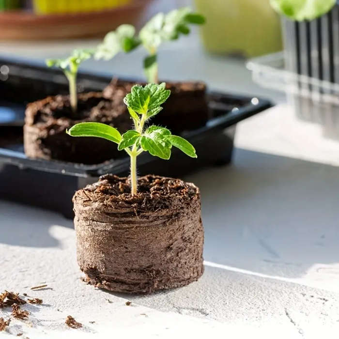 Seed Moisturizer