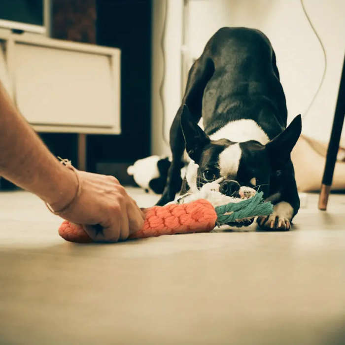 Pet Chew Toy