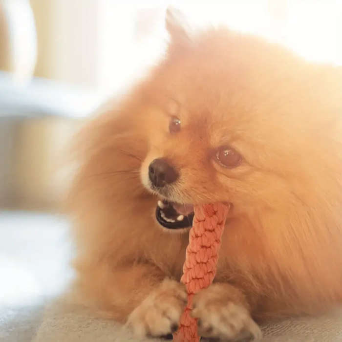 Pet Chew Toy