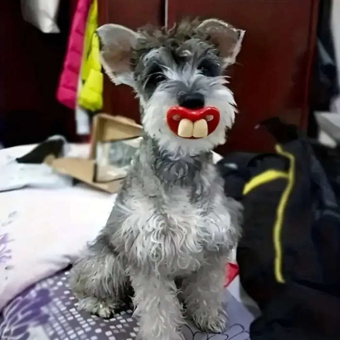 Dog Chew Toys