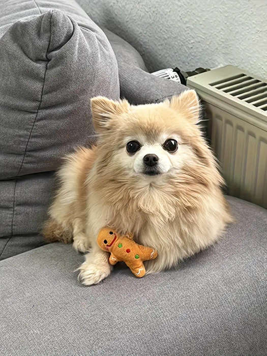 Dog Chew Toys