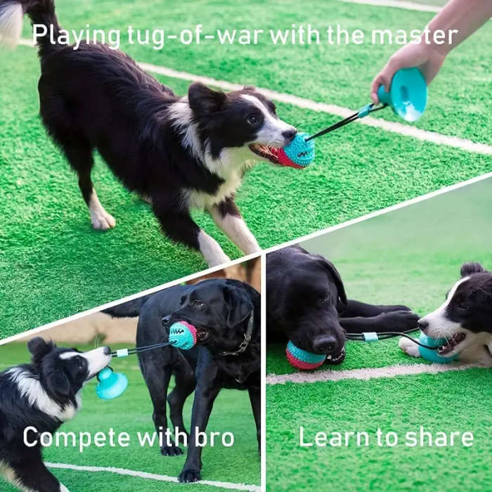 Dog Toys