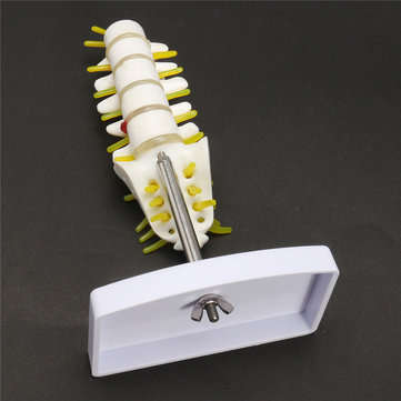 Mini Human Lumbar Vertebrae Sacrum Coccyx Anatomy Medical Spine Model 15cm