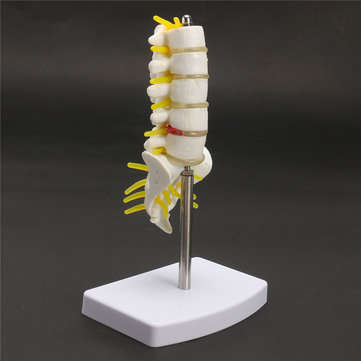 Mini Human Lumbar Vertebrae Sacrum Coccyx Anatomy Medical Spine Model 15cm