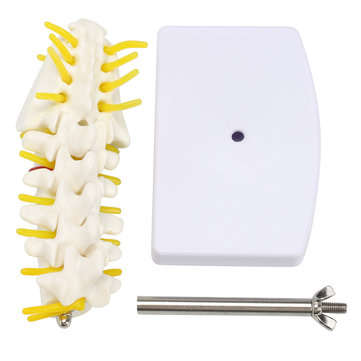 Mini Human Lumbar Vertebrae Sacrum Coccyx Anatomy Medical Spine Model 15cm