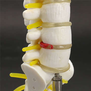 Mini Human Lumbar Vertebrae Sacrum Coccyx Anatomy Medical Spine Model 15cm