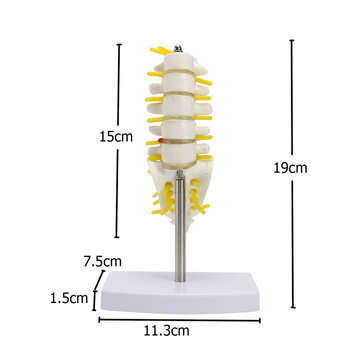 Mini Human Lumbar Vertebrae Sacrum Coccyx Anatomy Medical Spine Model 15cm