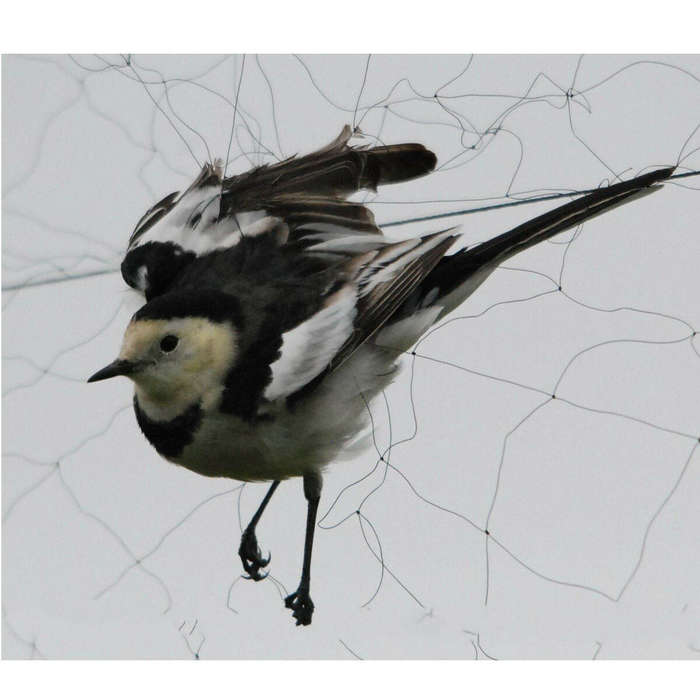 15x5m Anti Bird Mesh Mist Net 20mm Hole Orchard Protect Prevent Sparrow