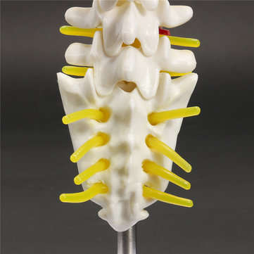Mini Human Lumbar Vertebrae Sacrum Coccyx Anatomy Medical Spine Model 15cm